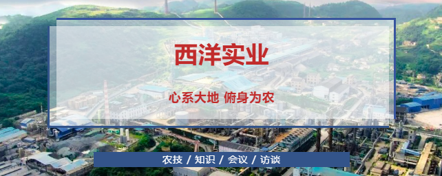 【2021对话西洋】贾总：强化人才支撑 ,驱动创新发展,打造生态西洋！